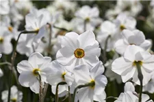 5 Blumenzwiebel - Garten-Dichter-Narzisse 'Actaea' 5 Zwiebel - Größe 14/16