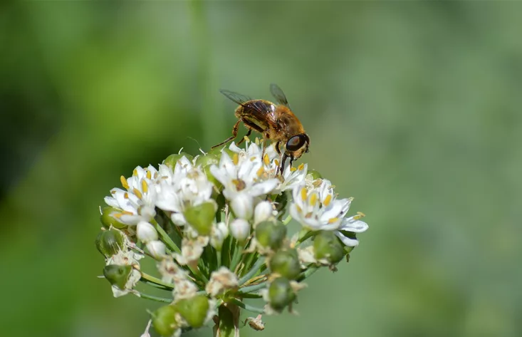 Ein Genuss! Bio-Kräuterpflanzen von Wildbienen empfohlen.