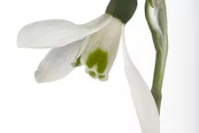 Galanthus nivalis 9 cm