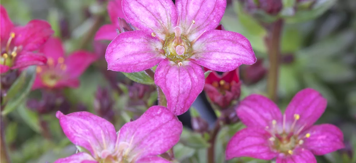 Garten-Moos-Steinbrech 'Peter Pan', Blüte rot - rosa 11 cm