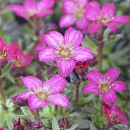 Garten-Moos-Steinbrech 'Peter Pan', Blüte rot - rosa