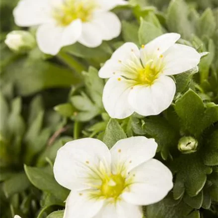 Garten-Moos-Steinbrech, Blüte weiß