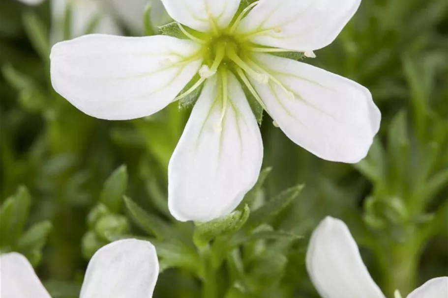 Garten-Moos-Steinbrech, Blüte weiß 11 cm