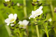 Garten-Moos-Steinbrech, Blüte weiß 11 cm