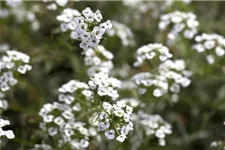 Alyssum, Lobularia maritima 'Snow Princess' 12 cm