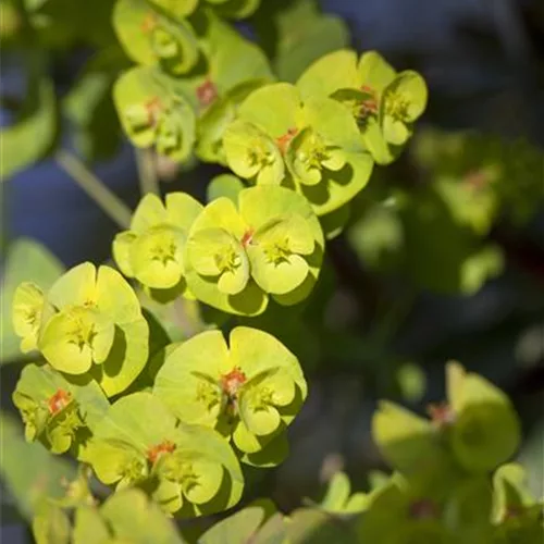 Euphorbia x martinii 'Athene'