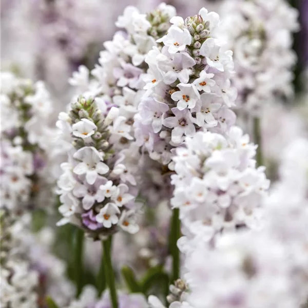 Lavendel 'Aromatico Silver'