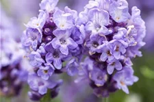 Lavendel 'Ellagance Purple' 9 x 9 cm Topf 0,5 Liter