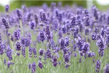 Lavendel 'Hidcot.Blue' 9 x 9 cm Topf 0,5 Liter