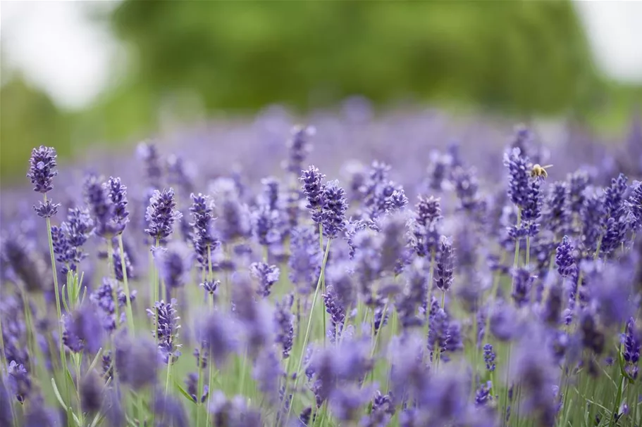 Lavendel 'Hidcot.Blue' 9 x 9 cm Topf 0,5 Liter