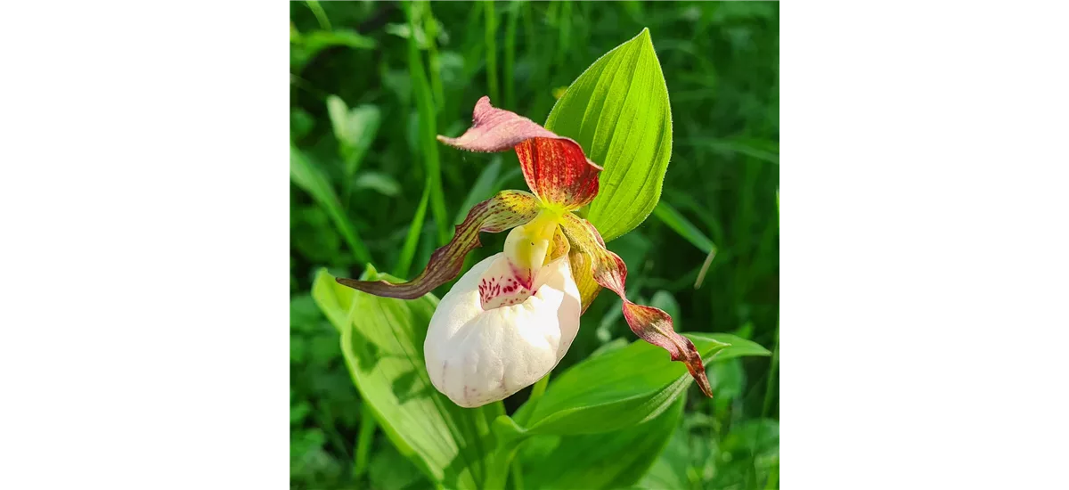 Gartenorchidee Frauenschuh 'Gisela' weisser Schuh 1 blühstarkes und bereits mehrtriebiges Rhizom