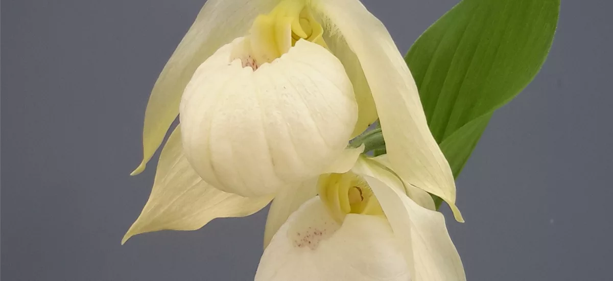Gartenorchidee Frauenschuh 'Bernd Pastell' (Hardy Orchid®) 1 blühstarkes und bereits mehrtriebiges Rhizom