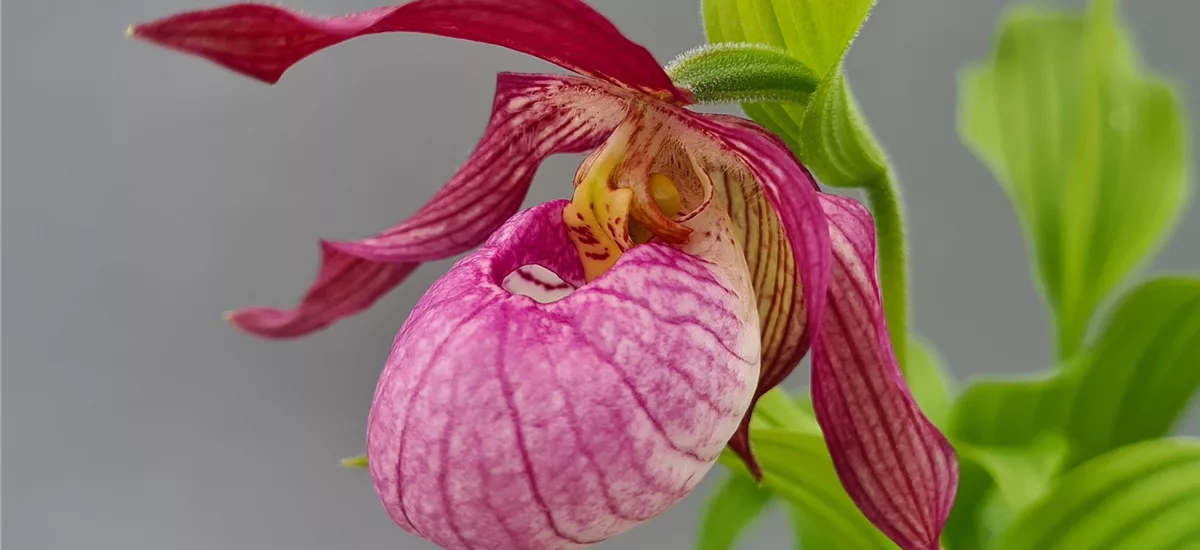 Gartenorchidee Frauenschuh 'Bärbel Schmidt' 1 blühstarkes und bereits mehrtriebiges Rhizom