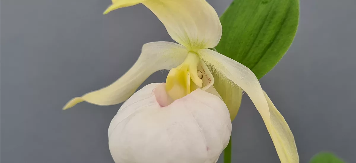 Gartenorchidee Frauenschuh 'Birgit Pastell' 1 blühstarkes und bereits mehrtriebiges Rhizom