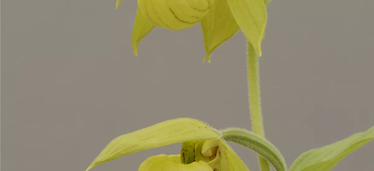 Gartenorchidee Henry-Frauenschuh 1 blühstarkes und bereits mehrtriebiges Rhizom