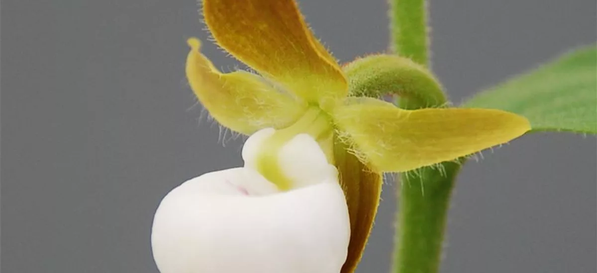 Gartenorchidee Kalifornischer Frauenschuh 1 blühstarkes und bereits mehrtriebiges Rhizom