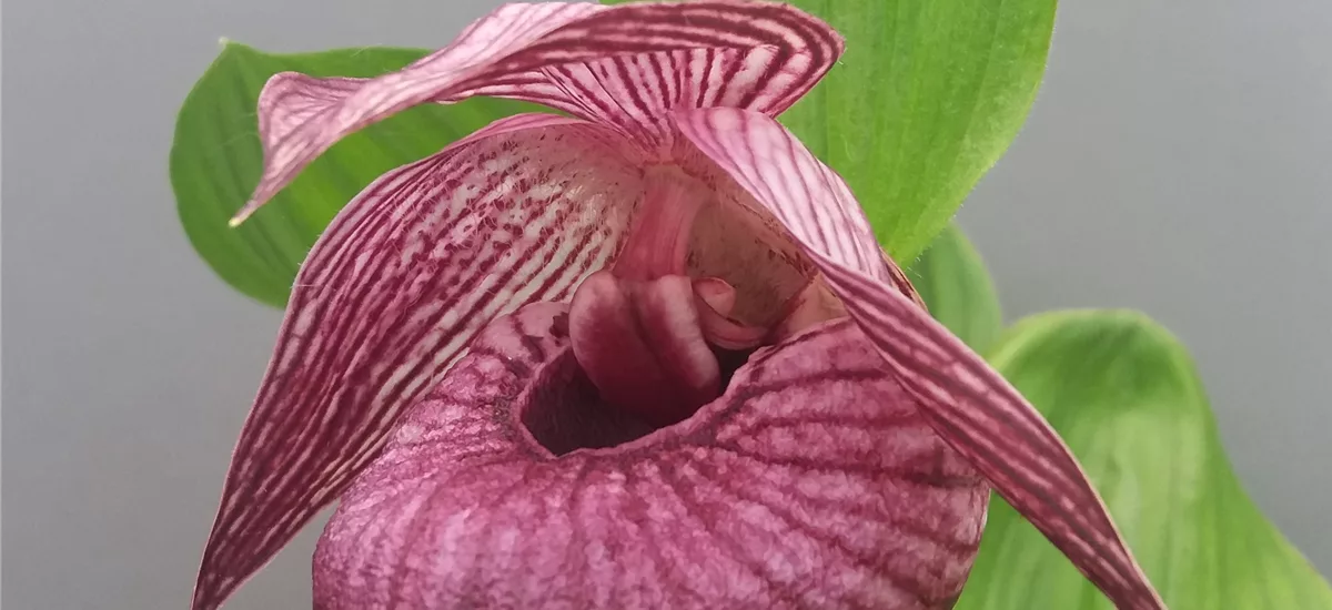 Gartenorchidee Japanischer Frauenschuh 1 blühstarkes und bereits mehrtriebiges Rhizom