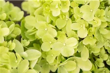 Hydrangea paniculata 'Little Lime'® PW 12 Liter Topf Höhe 60-80