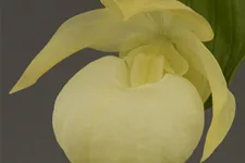 Gartenorchidee Japanischer Frauenschuh rebunense 1 blühstarkes und bereits mehrtriebiges Rhizom