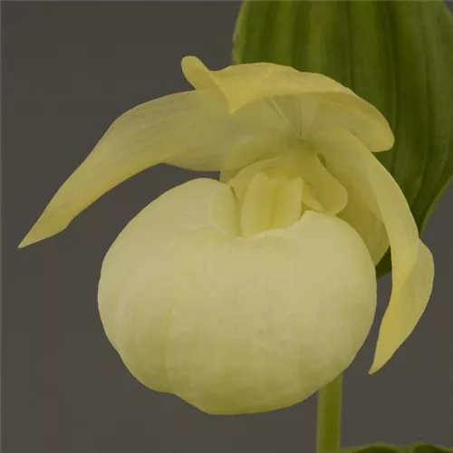 Gartenorchidee Japanischer Frauenschuh rebunense