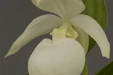 Gartenorchidee Japanischer Frauenschuh rebunense 1 blühstarkes und bereits mehrtriebiges Rhizom