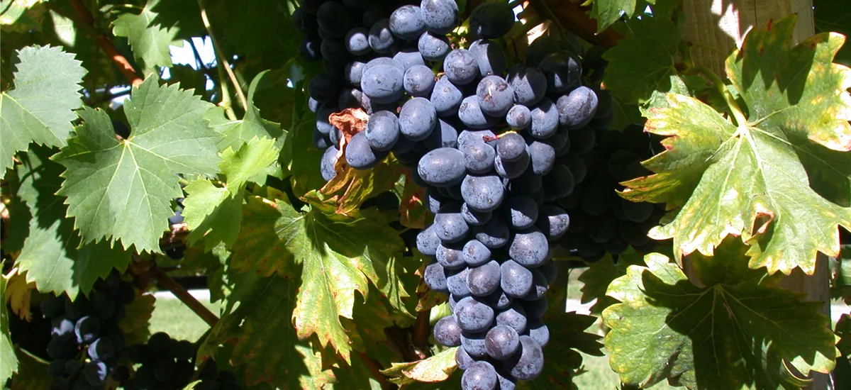 Vitis vinifera 'Attika' Topfgröße 3 Liter, Höhe 80-100cm