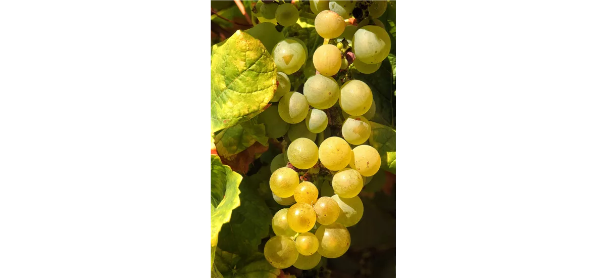 Vitis vinifera 'Millenium' Topfgröße 3 Liter, Höhe 80-100cm