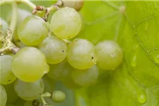 Vitis vinifera 'Attika' Topfgröße 3 Liter , Höhe 80-100cm