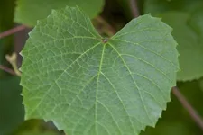 Vitis vinifera 'Amurensis' Topfgröße 3 Liter, Höhe 80-100cm