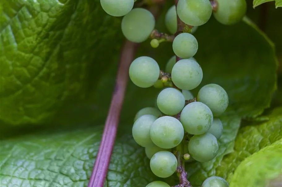 Vitis vinifera 'Amurensis' Topfgröße 3 Liter, Höhe 80-100cm