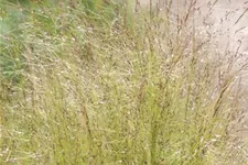 Stipa tenuissima 'Ponytails' Topfgröße 5 Liter