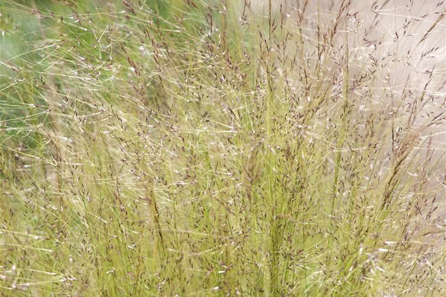 Stipa tenuissima 'Ponytails' Topfgröße 5 Liter