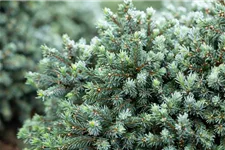 Picea glauca 'Echiniformis' Topfgröße 5 Liter, Höhe 20-25cm