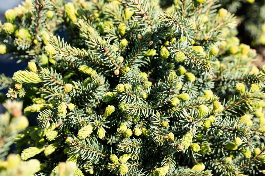 Picea glauca 'Echiniformis' Topfgröße 5 Liter, Höhe 20-25cm