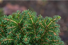 Picea abies 'Little Gem' Topfgröße 2 Liter, Höhe 15-20cm