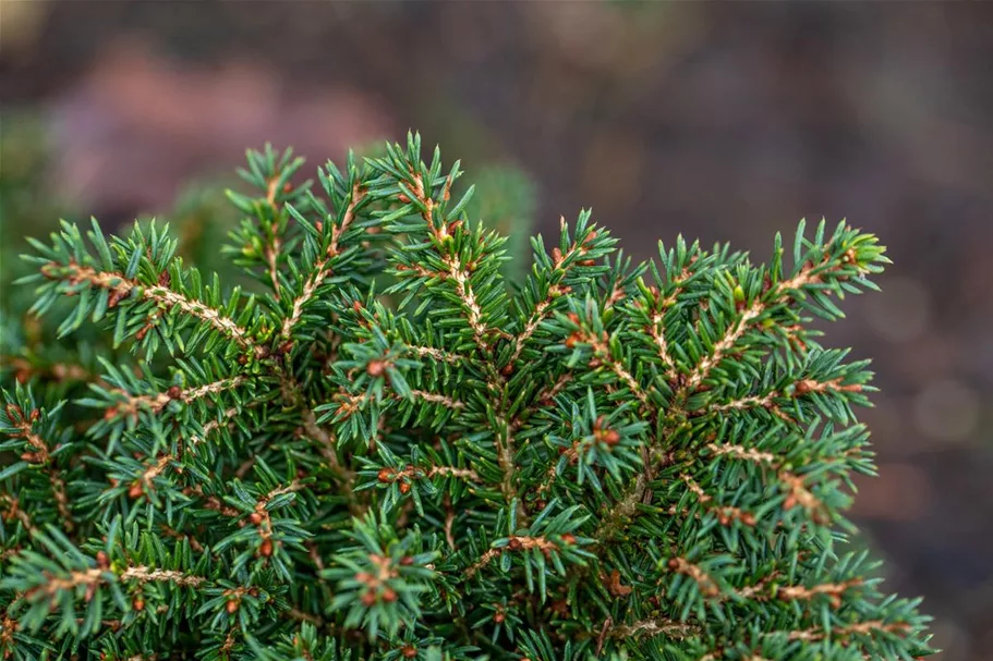Picea abies 'Little Gem' Topfgröße 2 Liter, Höhe 15-20cm