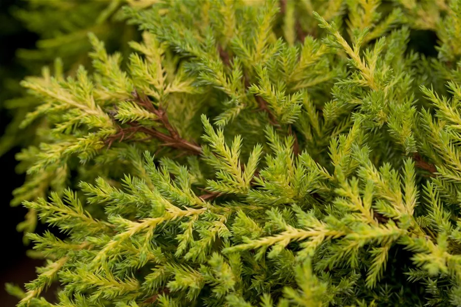 Juniperus chinensis 'Goldkissen' Topfgröße 2 Liter, Höhe 20-25cm