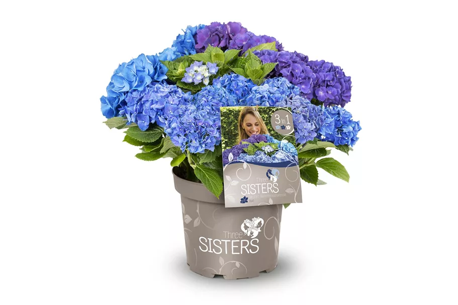 Hydrangea macrophylla 'Three Sisters'® Topfgröße 6 Liter BLAU