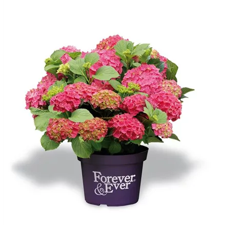 Hydrangea macrophylla 'Forever & Ever'® Red