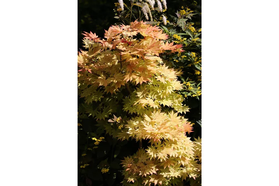 Acer shirasawanum 'Autumn Moon' Topfgröße 10 Liter, Höhe 60-80cm