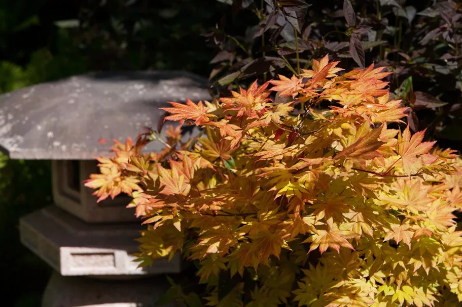 Acer shirasawanum 'Autumn Moon' Topfgröße 10 Liter, Höhe 60-80cm