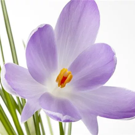 10 Blumenzwiebel - Safran-Krokus