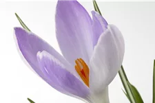 10 Blumenzwiebel - Safran-Krokus 10 Blumenzwiebel - Größe 8+