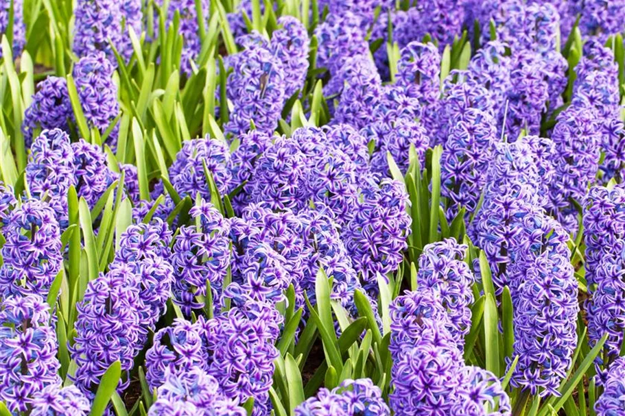 5 Blumenzwiebel - Hyacinthus orientalis 'Blue Jacket' 5 Zwiebel - Größe 17/18
