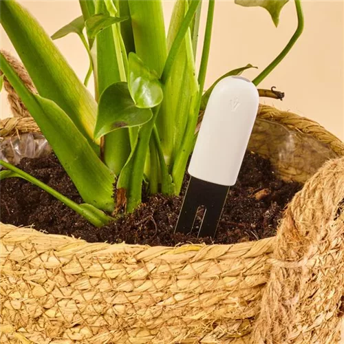 Bluetooth Pflanzen Monitor (über Smartphone)