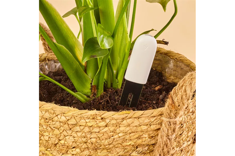 Bluetooth Pflanzen Monitor (über Smartphone) 4 in 1 Bluetooth Plant Care Monitor