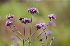 Patagonisches Eisenkraut 'Schmetterlingspflanze' 9 x 9 cm Topf 0,5 Liter