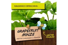 Bio Grapefruit-Minze Kräutertopf 12 cm Grapefruit-Minze