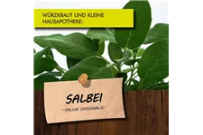 Bio Salbei Kräutertopf 12 cm Salbei