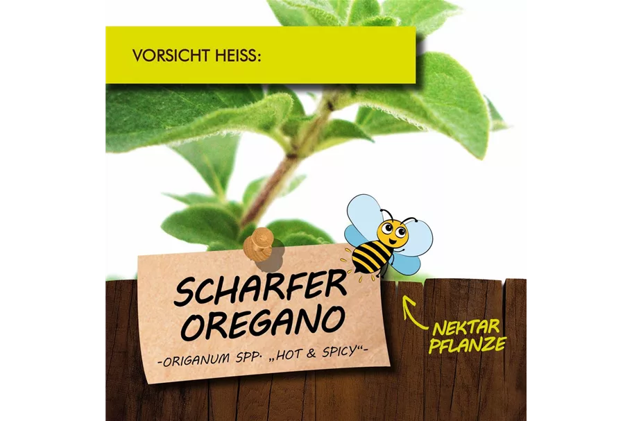 Bio Scharfer Oregano Kräutertopf 12 cm Scharfer Oregano